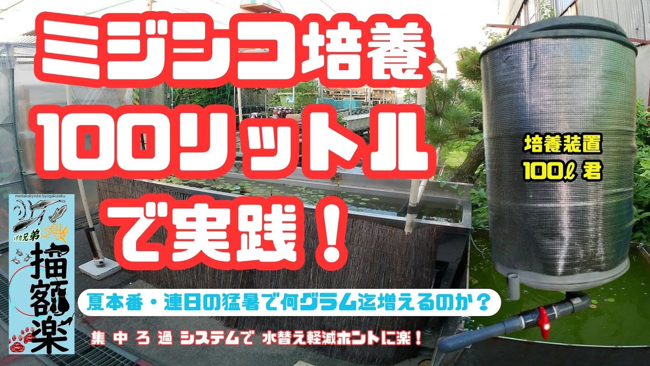 めだか・活エサ・100リットルのタマミジンコ・培養装置・制作