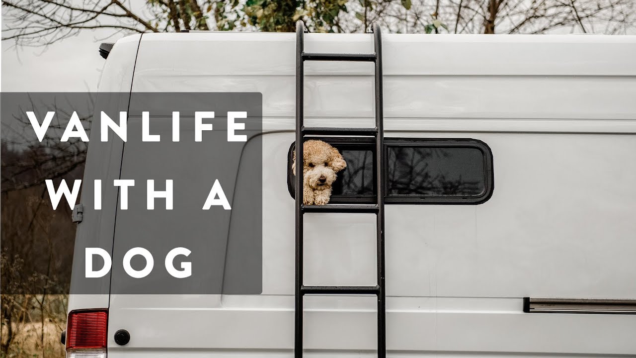 Traveling Full-Time with a Dog // VAN LIFE