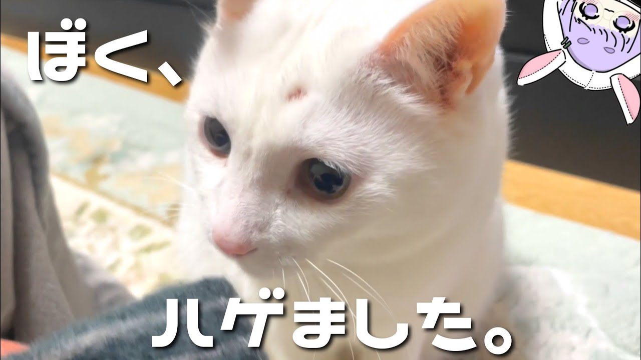 🐱兄の勲章.ᐣ┆猫の頭にハゲができました。【つぶねこ】