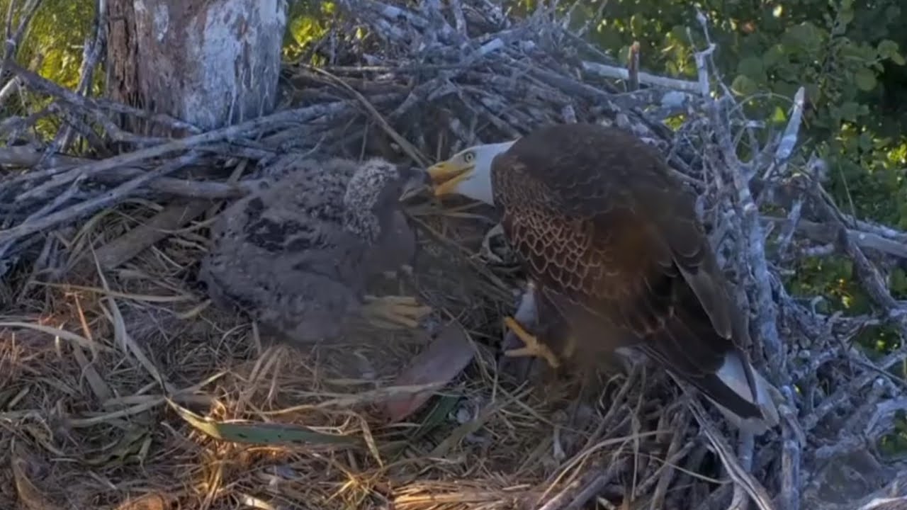 Clive in and feed some bites to Quinn | Captiva Eagle Cam | Jan 24, 2026