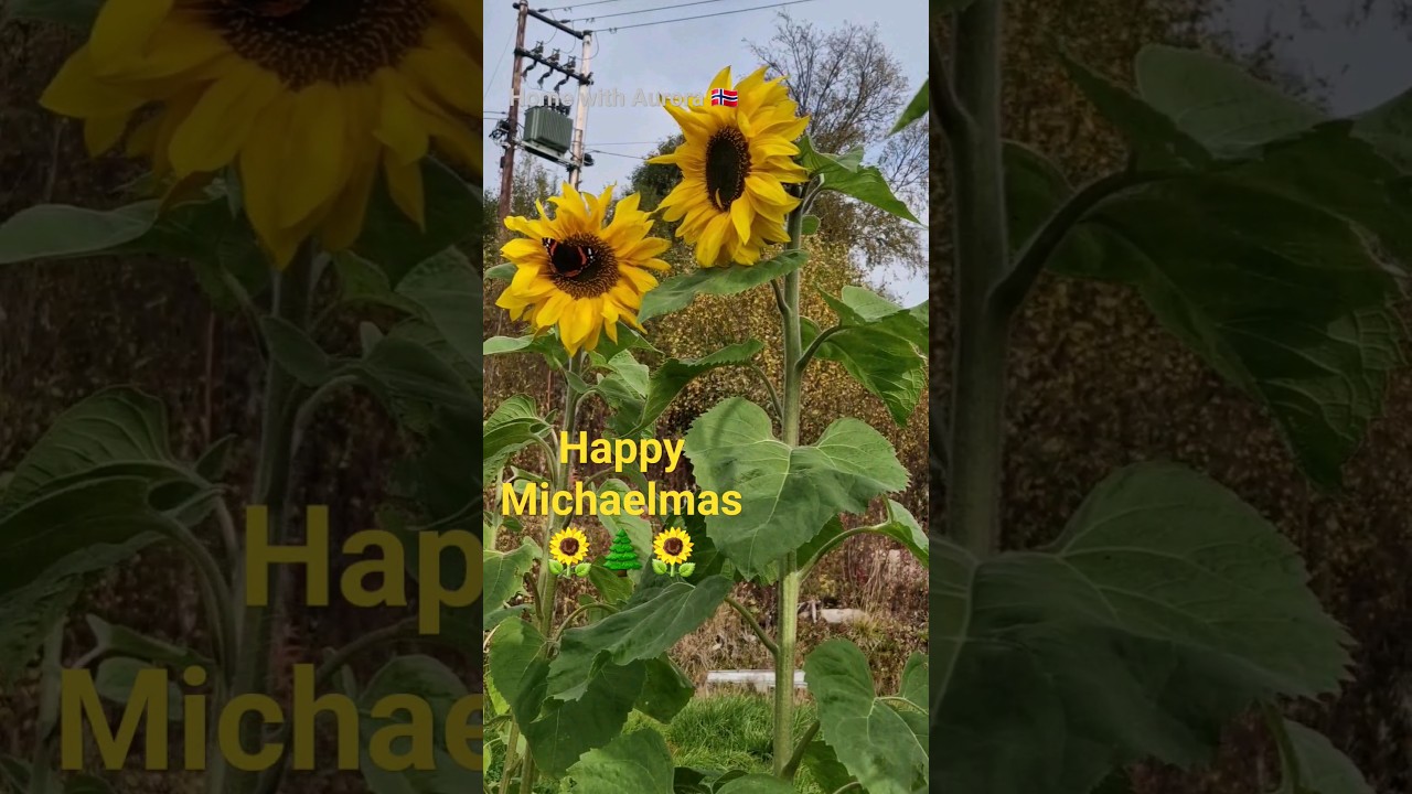 Mariusgenser for Michaelmas🌻 #microstory #shortcontent #a-ha #growyourownfood #countrylife