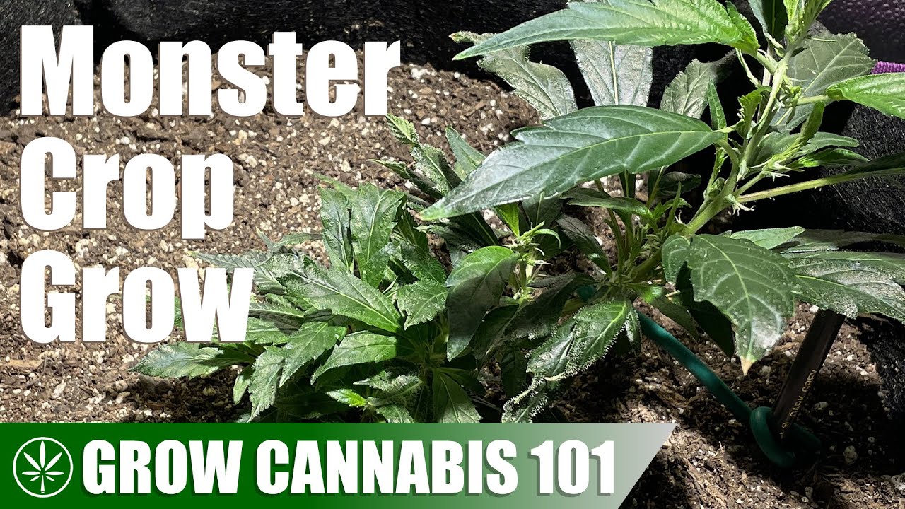 Monster Cropping a Plant From Clone to Harvest