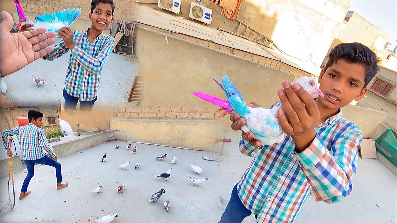 Is Kabootar Ko Pakdana Very Hard 😡 Arman Birds 🐦 Vlog