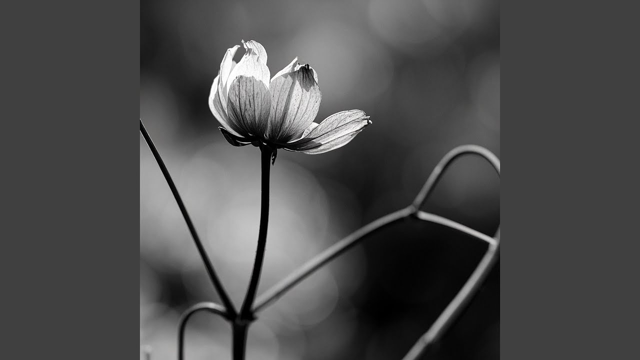 No Lungs to Bloom