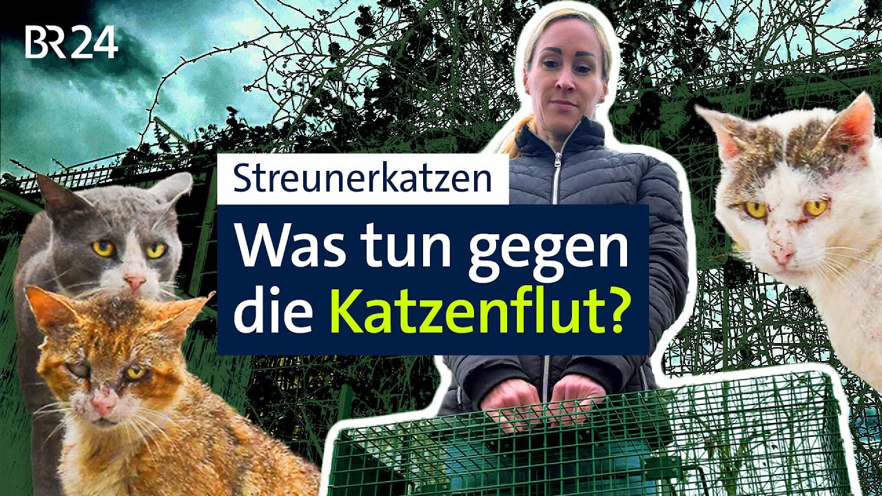 Kampf gegen Katzenflut: Nachteinsatz mit der Streunersch&uuml;tzerin I BR24 vor Ort