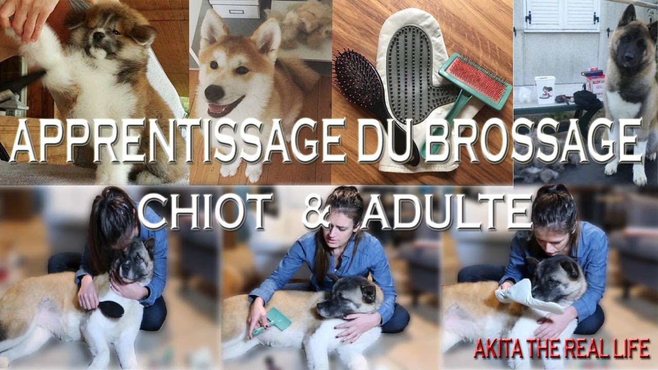 APPRENTISSAGE DU BROSSAGE POUR AKITA CHIOT OU ADULTE