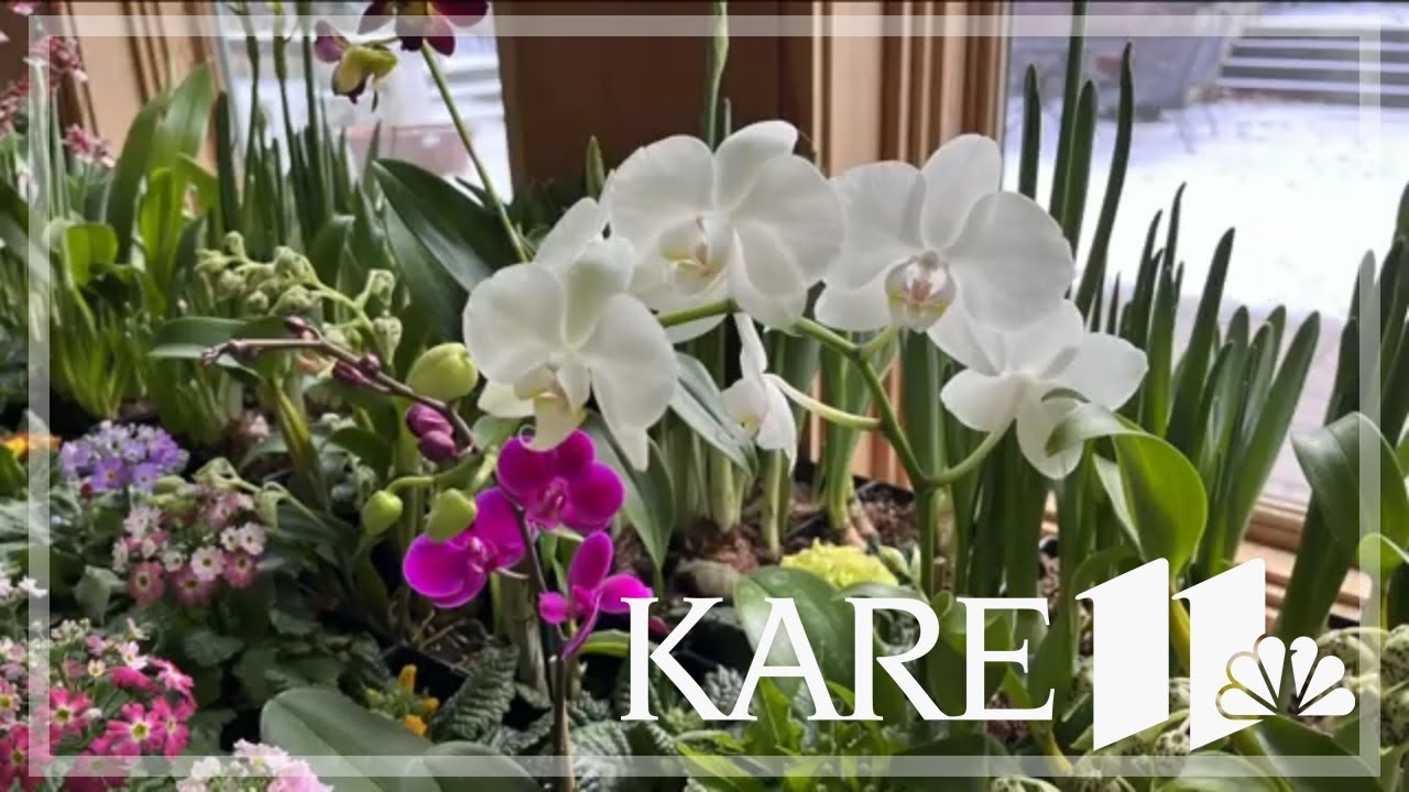 Spring Flower Show in bloom at the Minnesota Landscape Arboretum