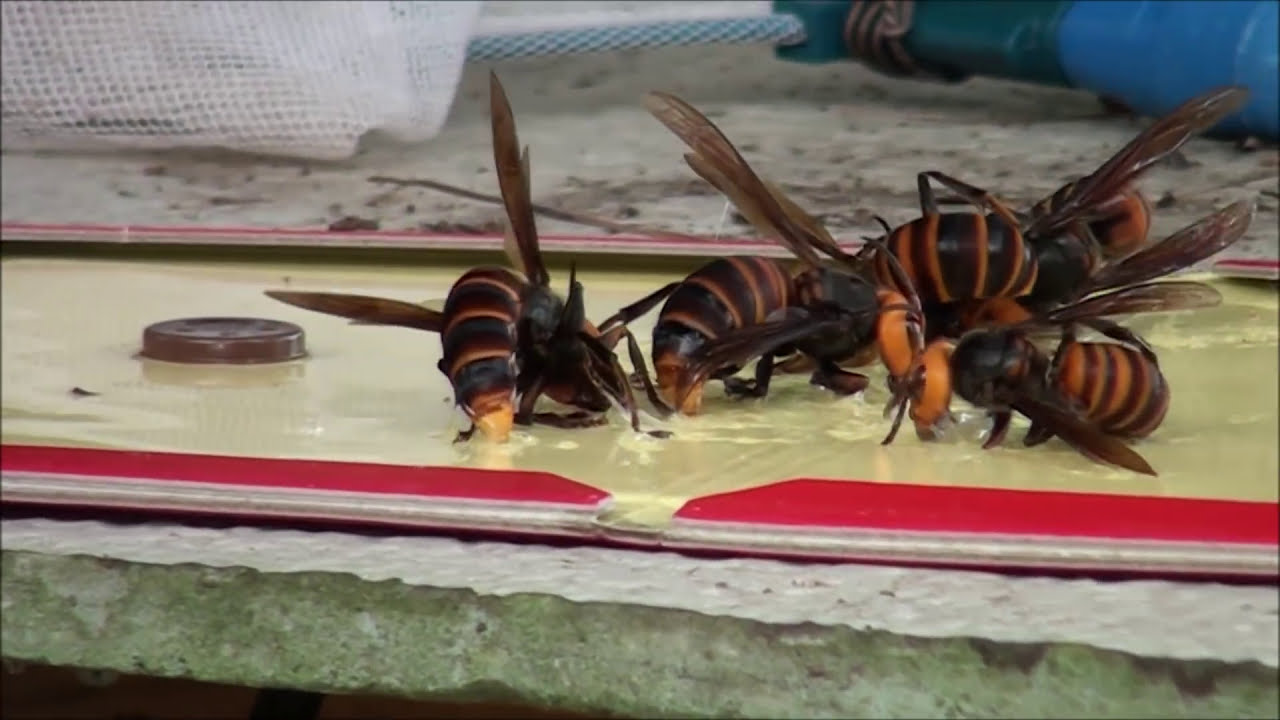 オオスズメバチ襲来!!粘着シートに接着の瞬間 毒ヘビも出た!! How to capture the murder hornet
