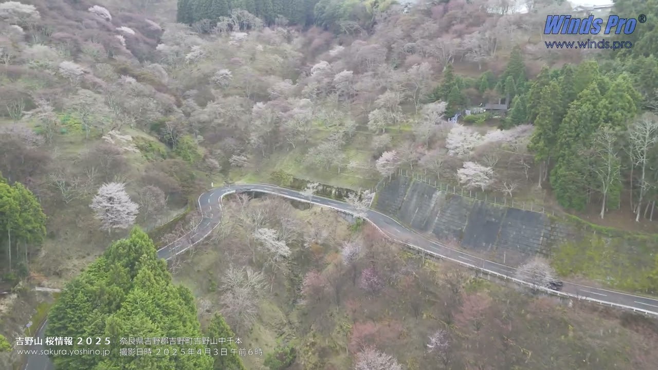 吉野山 桜 ドローン 空撮 桜風20250403 Sakura-Kaze  Cherry blossom in Mt. Yoshino Nara, Japan 4K UHD