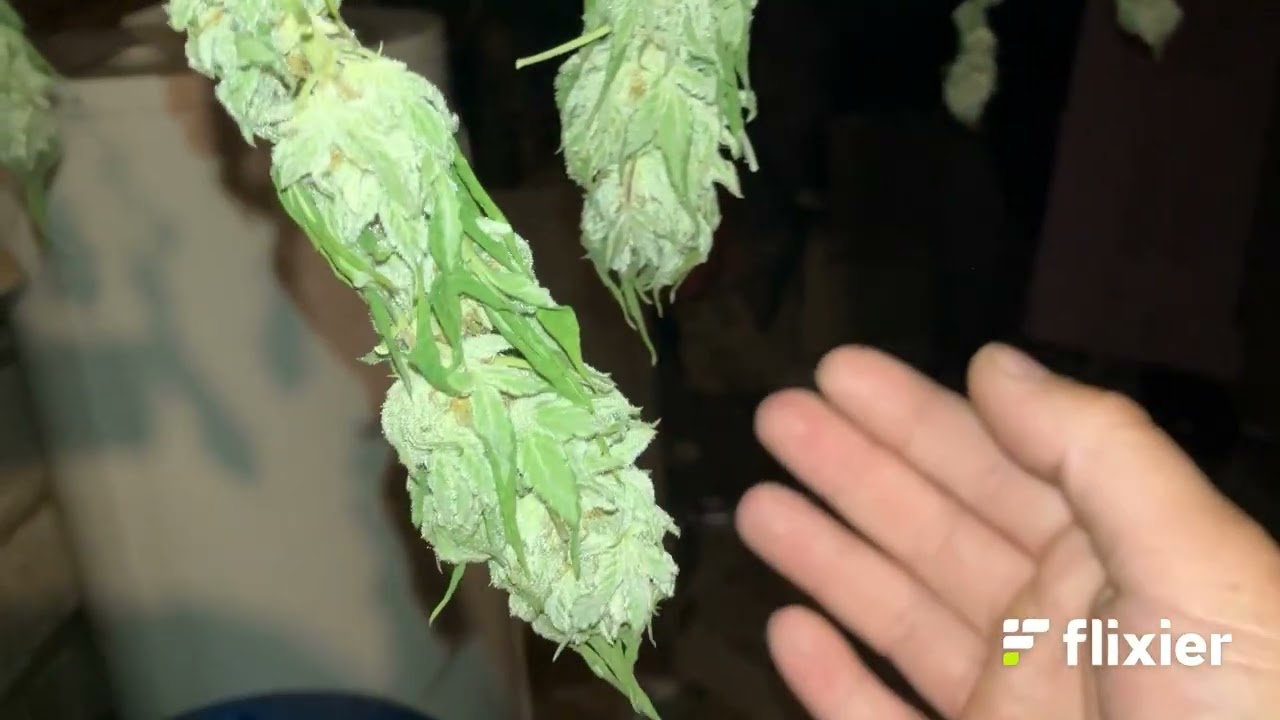 Gastro Pop Dry Trim Harvest hang