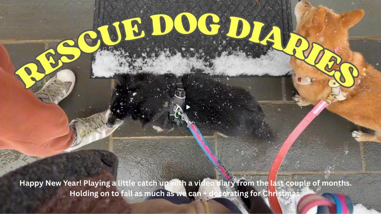 Rescue Dog Diaries - Holding on to fall and slowly welcoming the holiday season