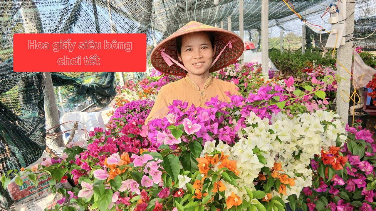 Hoa giấy siêu bông nhiều màu  giá bình dân dễ chơi tết bao ship toàn quốc lh 0775755989 lan 
