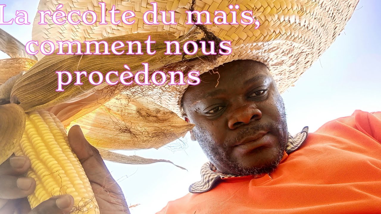 Récolte de maïs comment nous procédons chez KAB