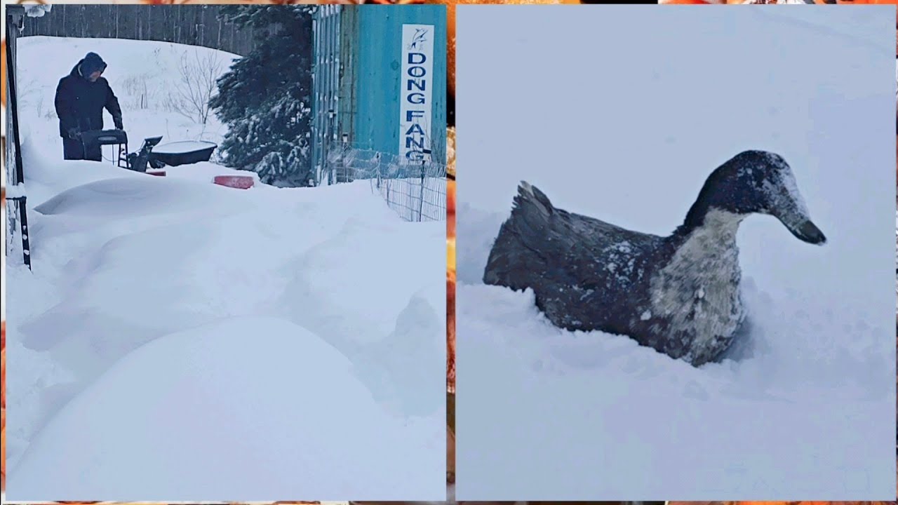 НАС ЗАМЕЛО СНЕГОМ НЕМОГУ ДОБРАТЬСЯ ДО САРАЯ .