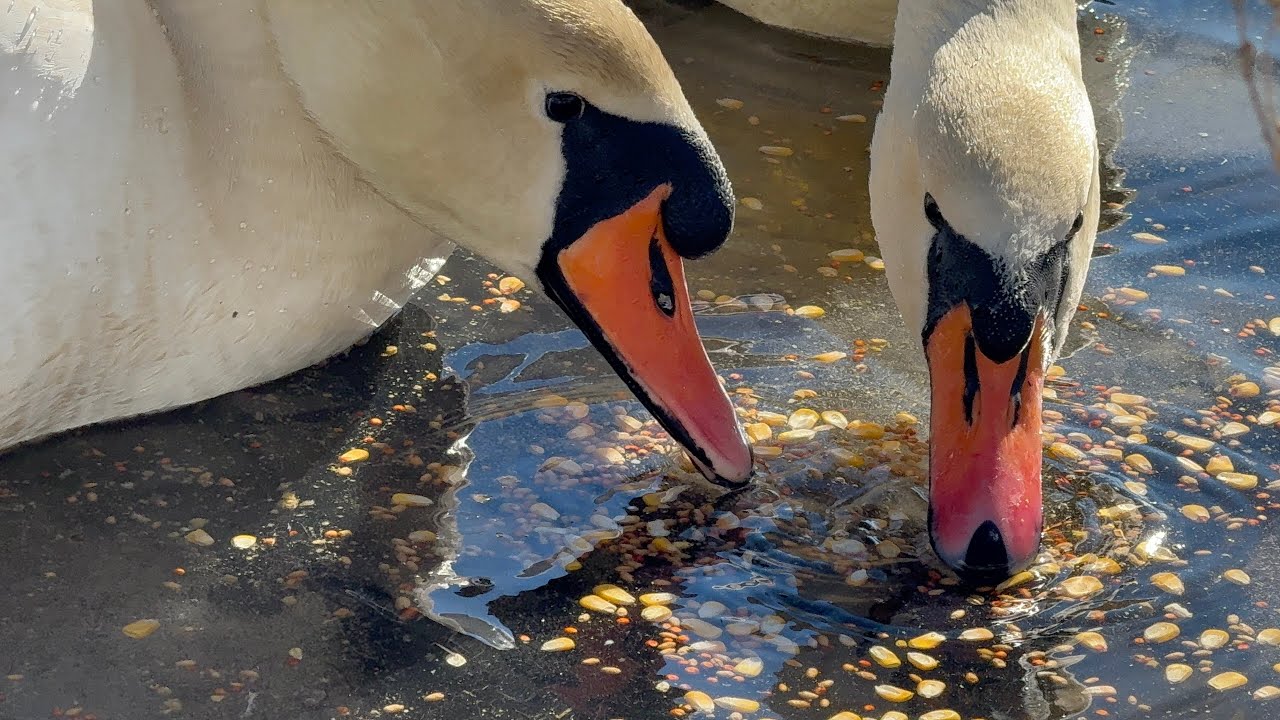 Enjoying The Grains (Joe & Jayne) February 28, 2026