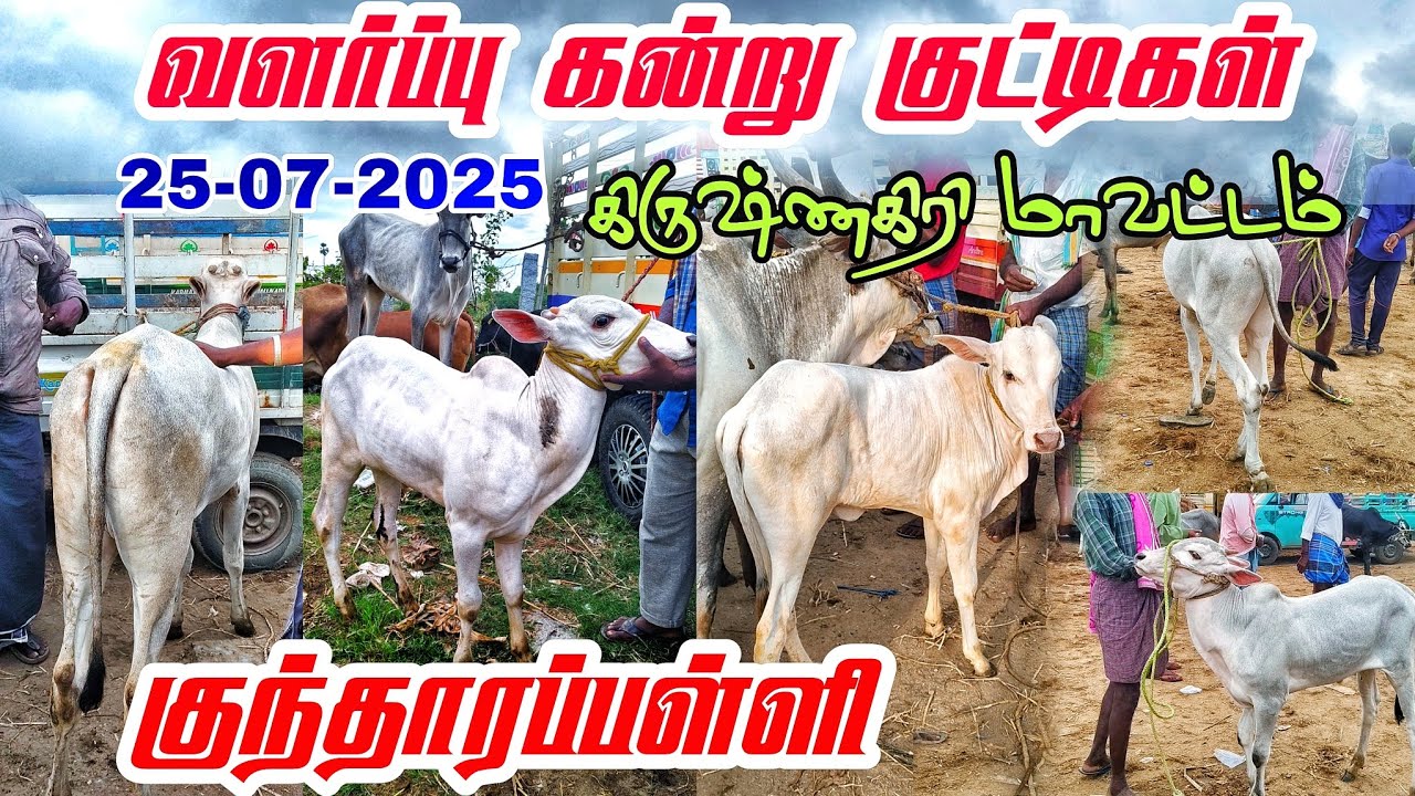 25-07-2025 kundarapalli Friday market Biggest Bull Market in tamilnadu Krishnagiri district 