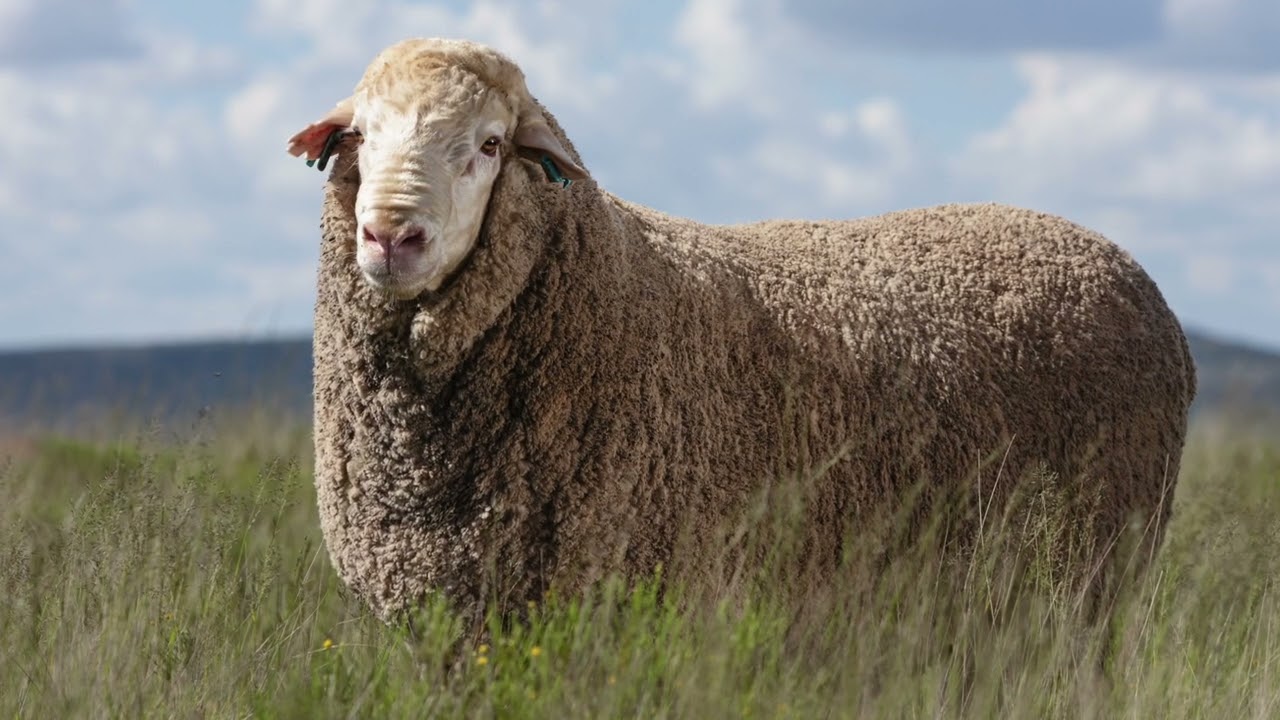 Twee Neefs Dohne Merino 2022