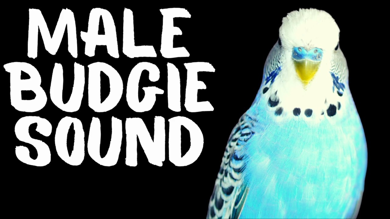 Male Budgie Sounds, Budgie Chirping,  Budgerigar Singing