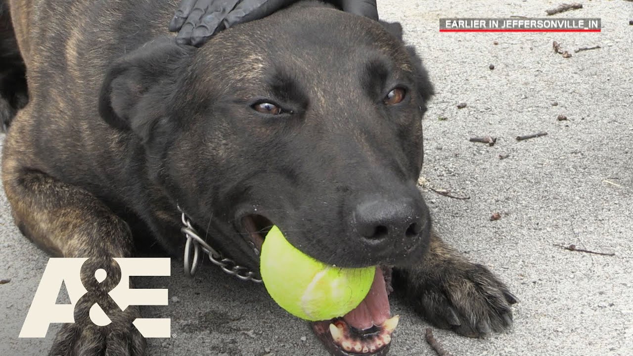 Live PD: Running Drills with K9 Flex (Season 2) | A&E