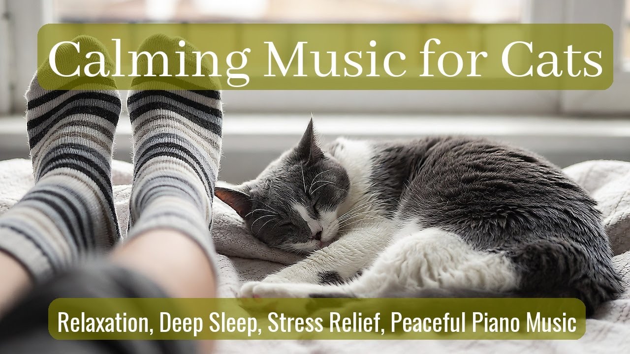 LIVE Peaceful Cat Nap Video for Stress Relief 💤 | Season 91