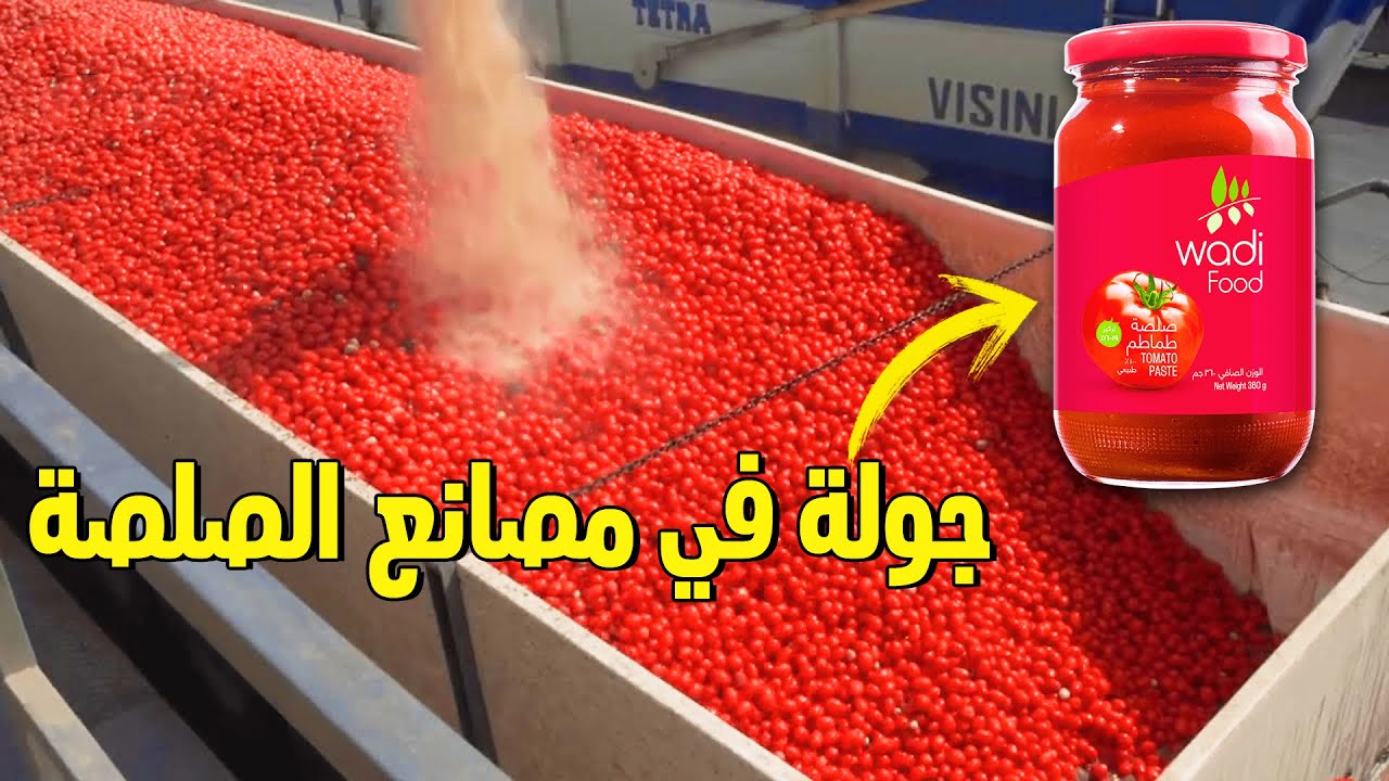سنأخذك في جولة ممتعة في مصانع الصلصة كيفية صنع صلصة الطماطم - من الحصاد إلى التعليب !!