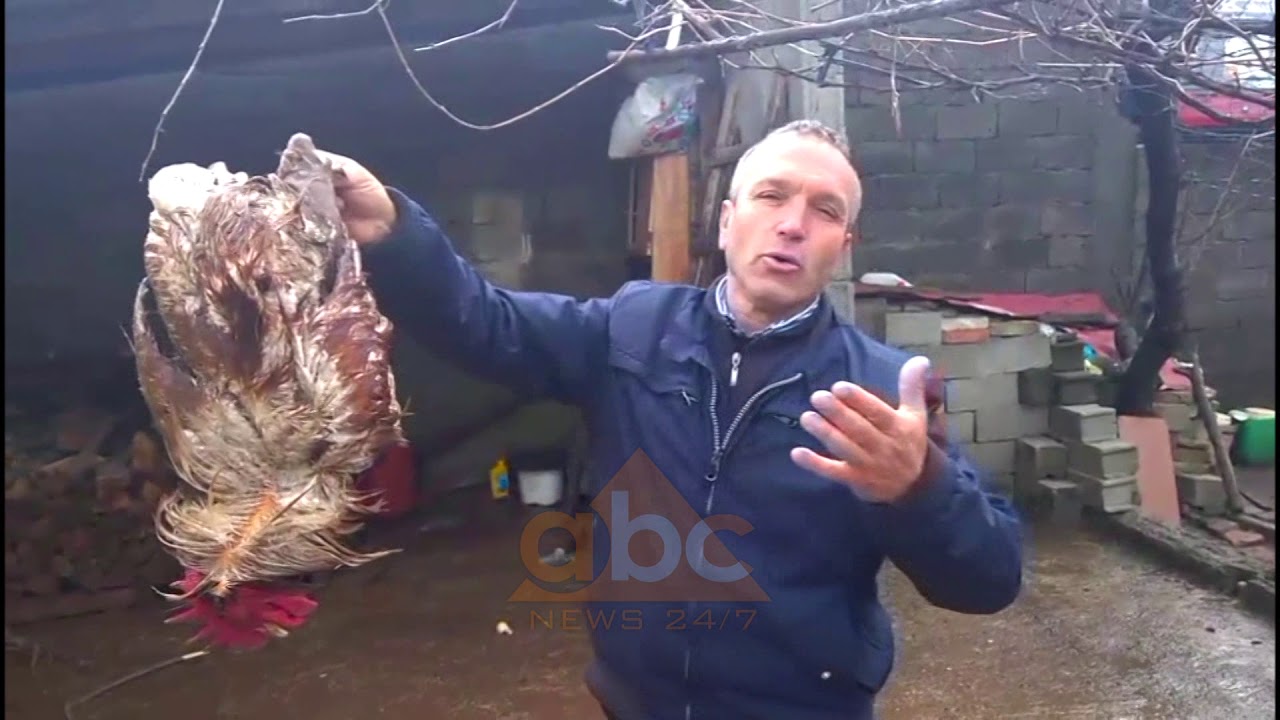 Reshjet e shiut ne Librazhd, ne rrezik 13 shtepi | ABC News