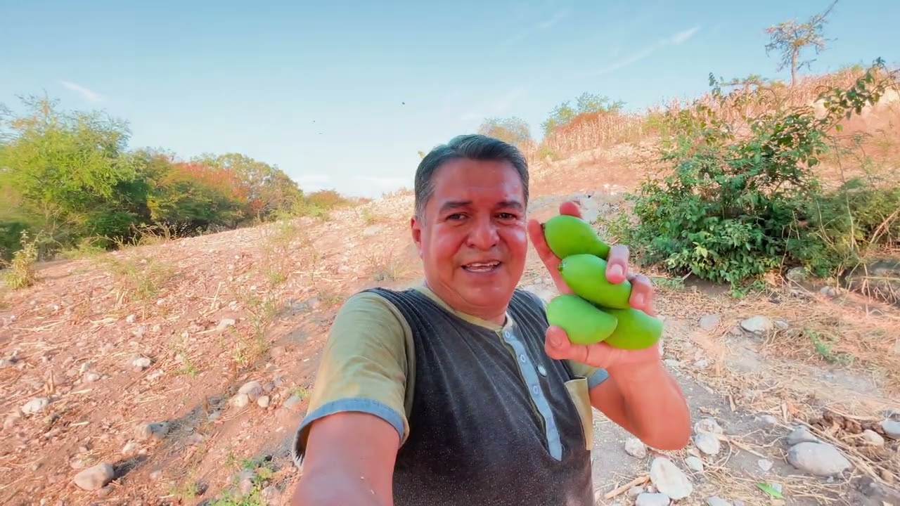 Nos fuimos a cortar y comer MANGOS VERDES 😋 #mango #botana #chile #videos 