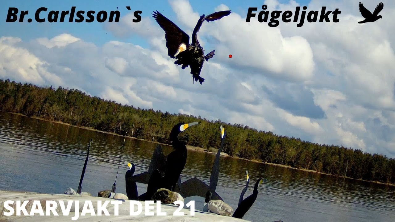 Skarvjakt Del 21. (Lyckad vårjakt)