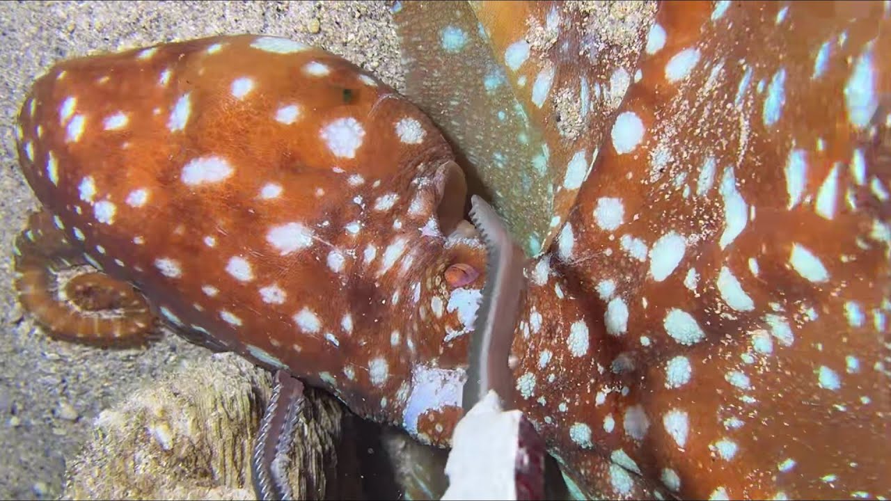 Diving under the sea to catch eels, crabs and sea cucumbers | Part 156-1