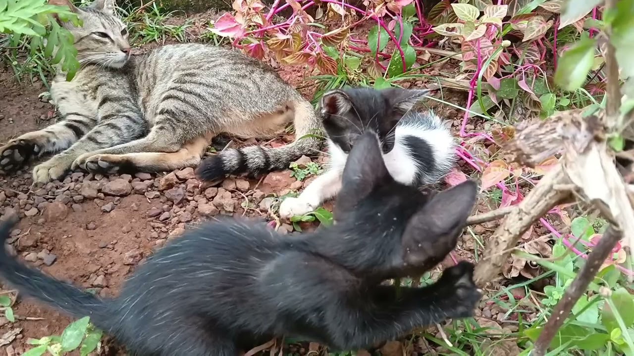 Play time😊😼