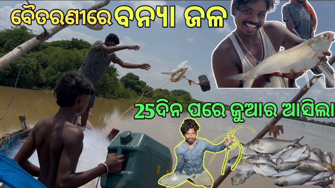 ବନ‍୍ୟାପାଣିରେ ନଈରେ ଆମେ କେତେ ମାଛ ଧରିଲୁ.😲😲😲//@SibaMiliVlogs #youtube #fishing#vlog #trending #foryou 