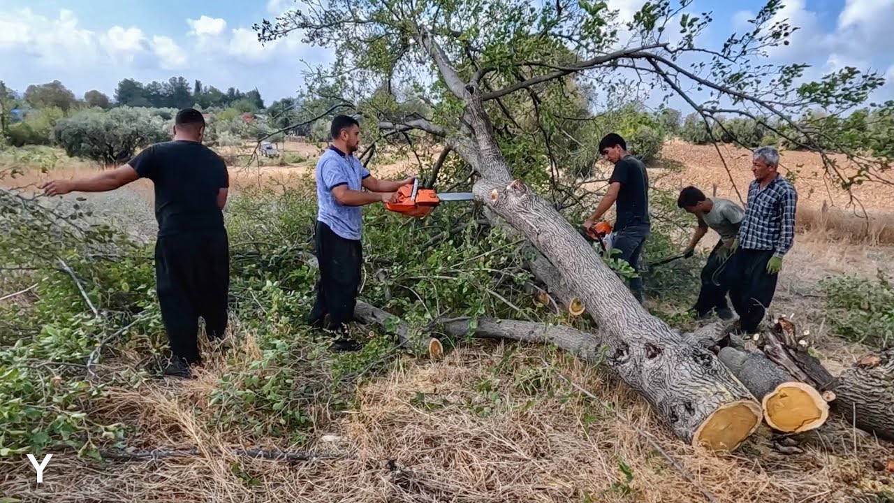 12 Dakikada Parçalara Ayırdılar Ağacı !