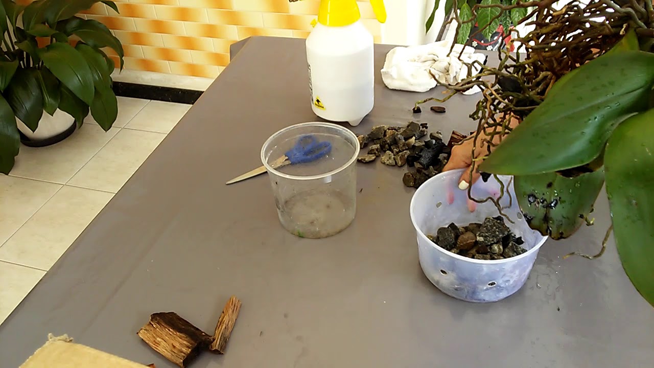 Replante da Phalaenopsis sem cortar haste e adubação foliar.