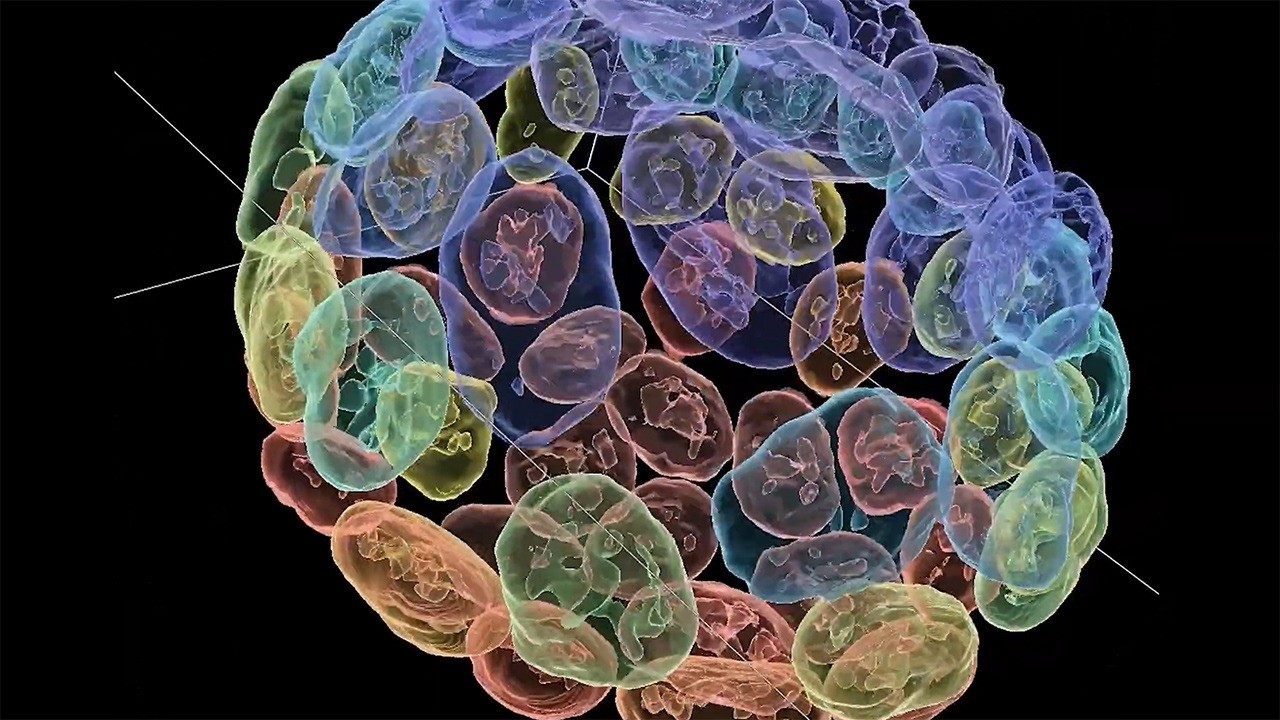 Molecular Processes of the Cell