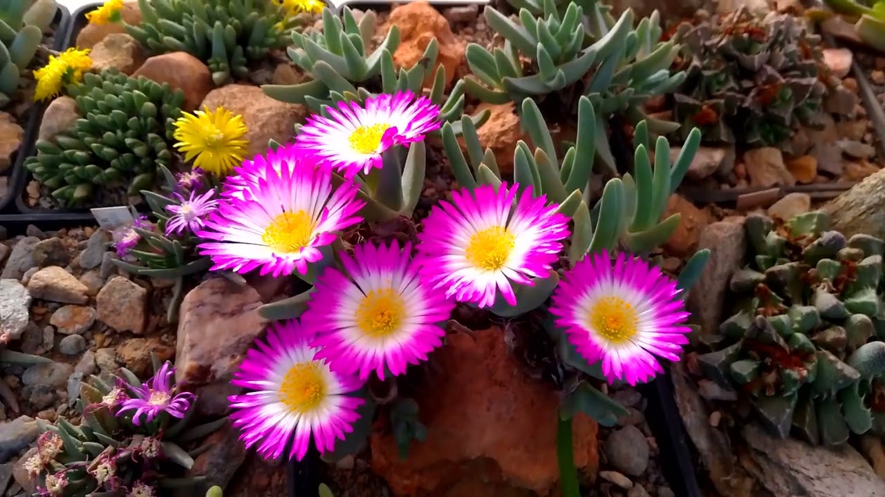 Antimima ventricosa en plena floraci&oacute;n. Febrero 2024