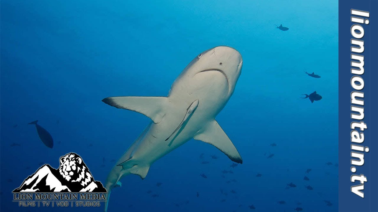 Diving with Grey Reef shark off Kuredu Island, Maldives.