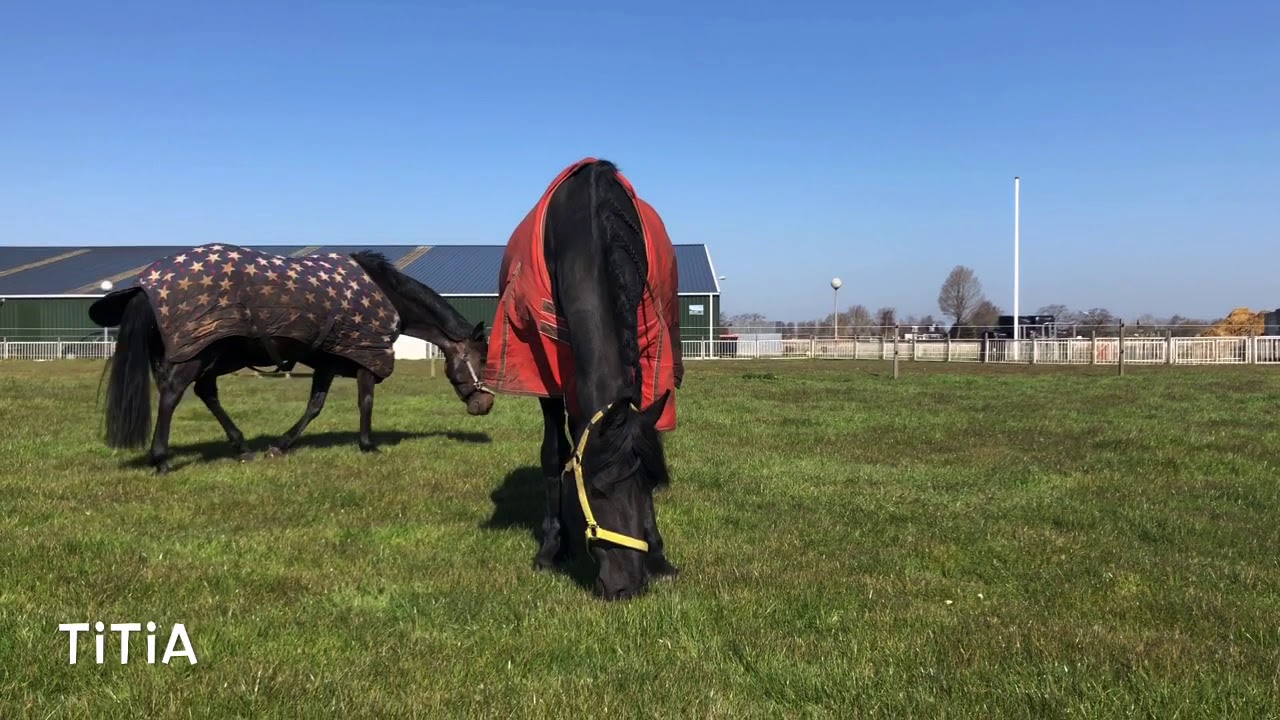Dagje op Stal Lunia, alle paarden in 1 Video!