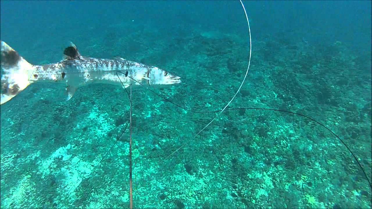 SPEARFISHING GREAT BARRACUDA (KAKU)