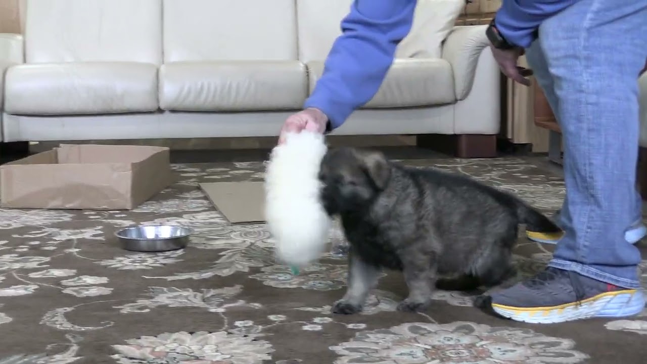 Early Temperament Test At Six Weeks Old! Kraftwork K9 Pro German Shepherds
