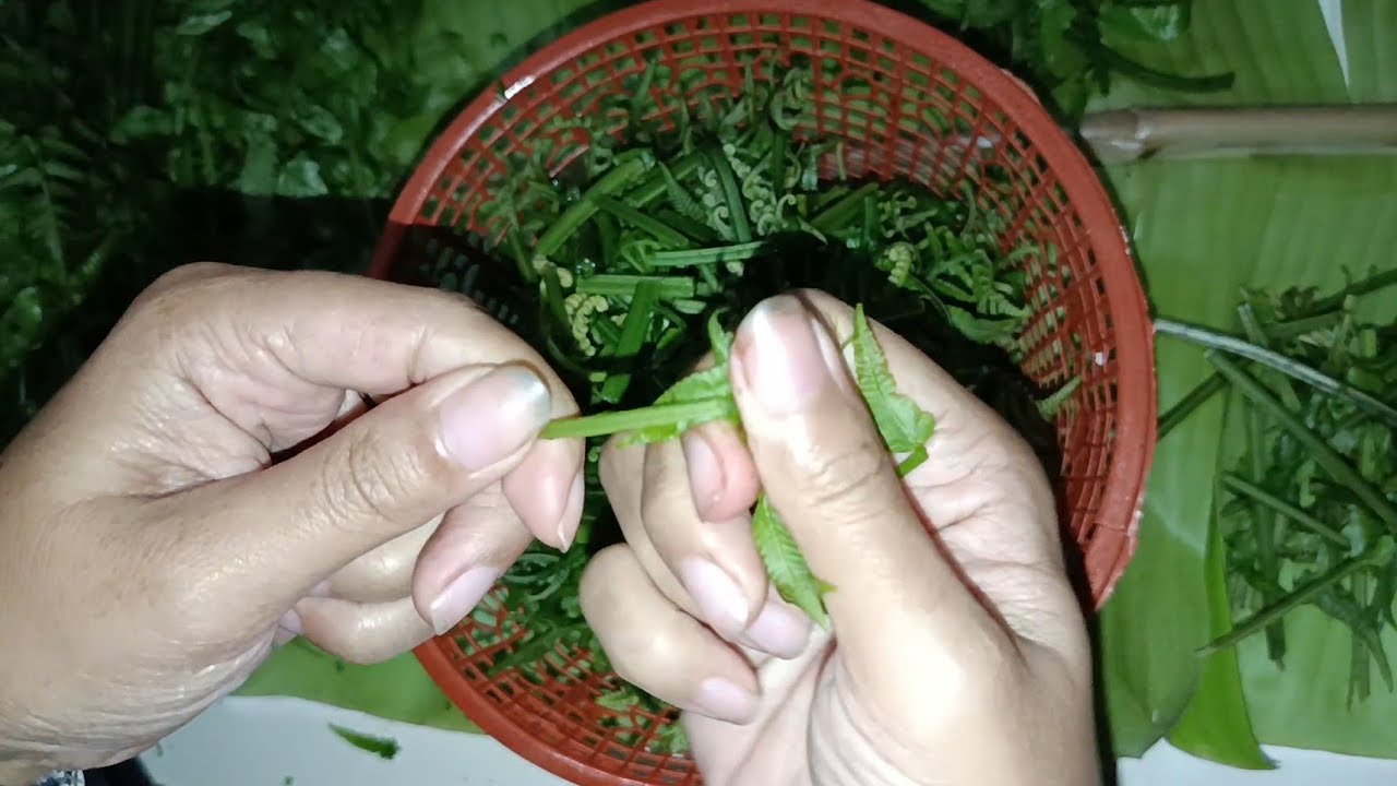 BATANG YANG TUANYA JANGAN DI POTEKKK!!! | COBA MASAK SAYUR PAKIS/PAKU