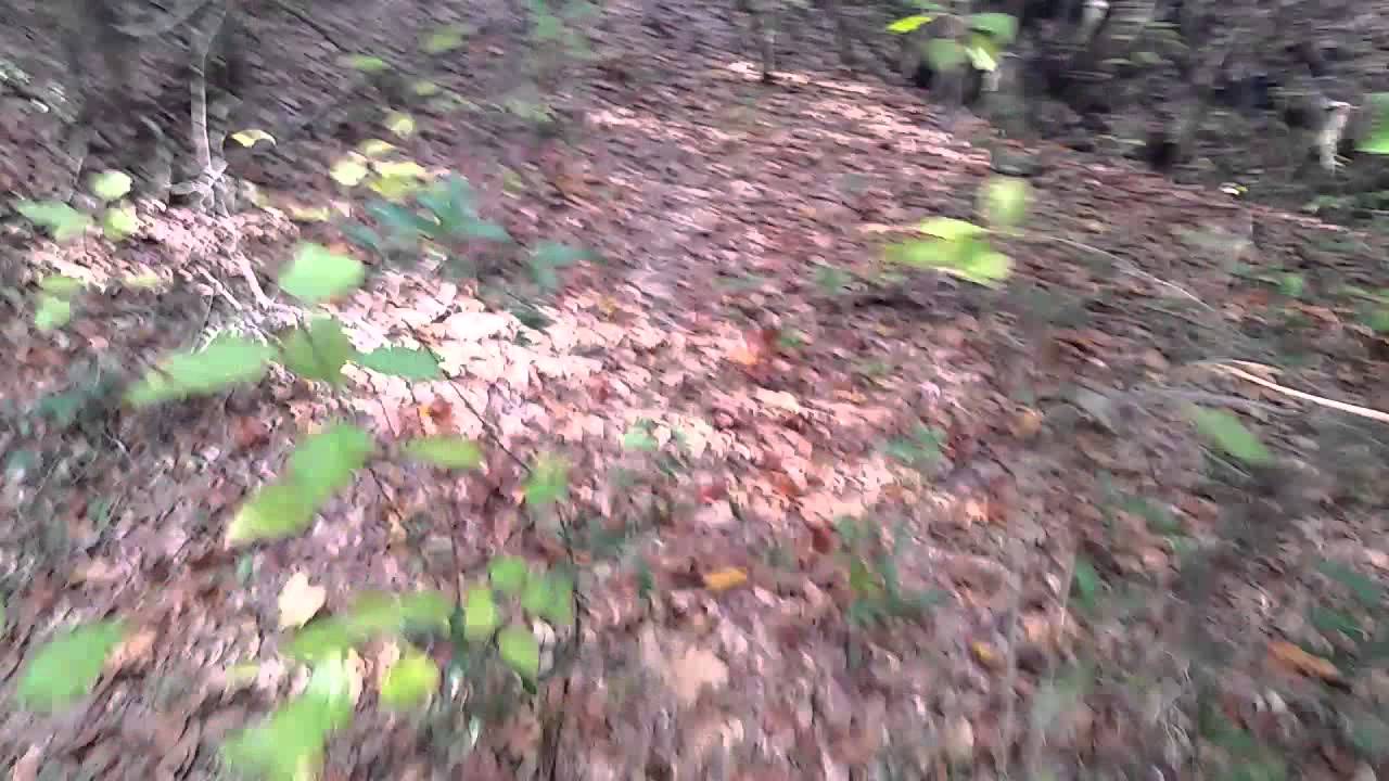 Remains from Ghost Town of Etna in Citrus County