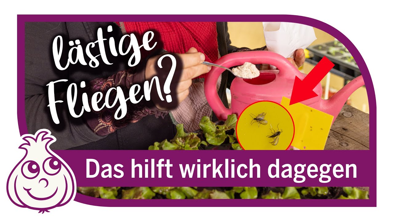 Was tun gegen Trauermücken | Fliegen in der Blumenerde bekämpfen
