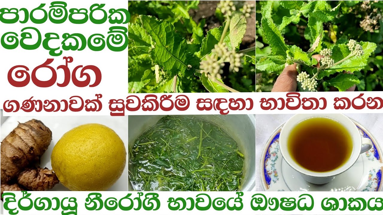 පූපූල ඖෂධීය ශාකය රෝග ගණනාවක් සුවකිරීම|pupula ausadiya |sakaya ikmanwga/medicine