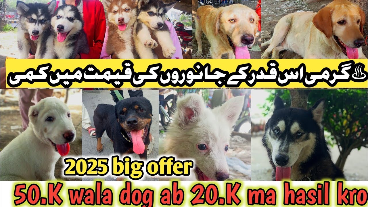 garmi is kaddar bhar gai k pets ki price 50% down tollinton market Lahore update@Usamapetszone