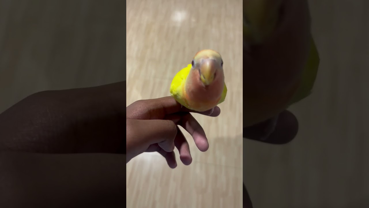❤️❤️❤️!!! #lovebirds #viral #adorable