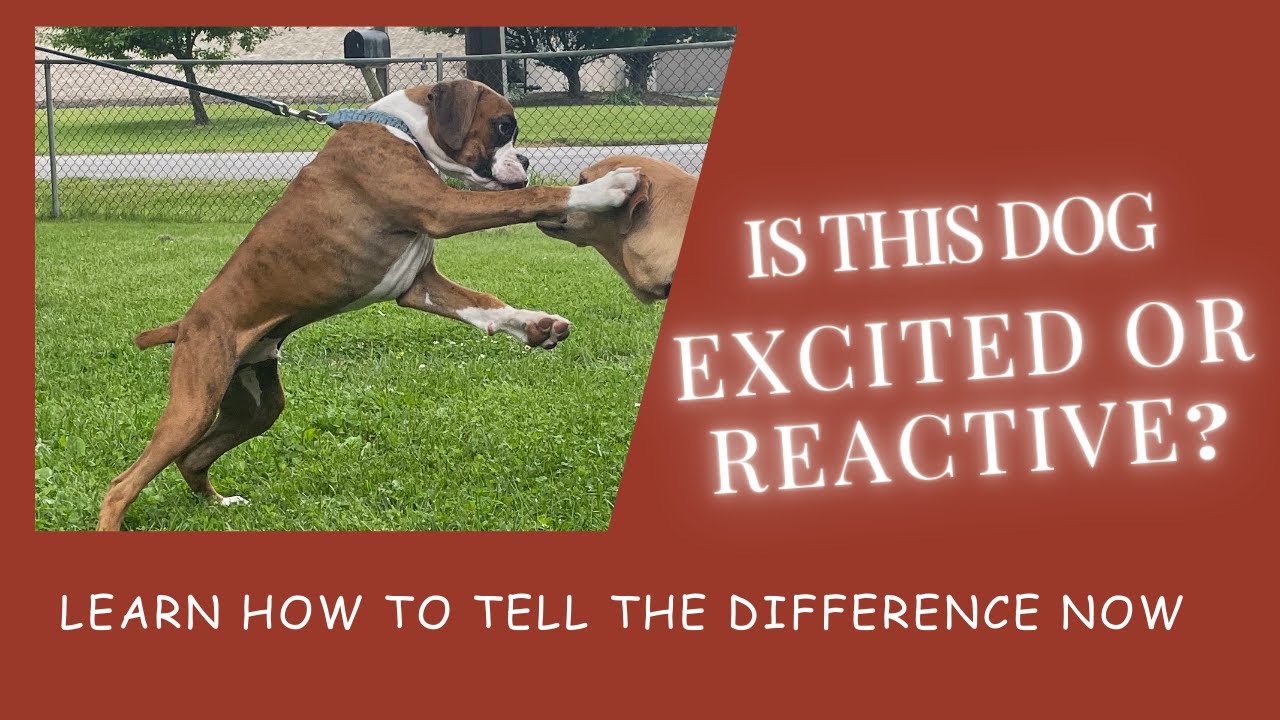 Is Jolly excited or reactive?