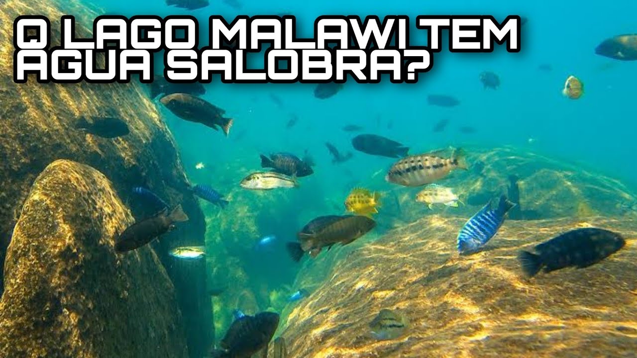PARÂMETROS DE ÁGUA PARA CICLÍDEOS AFRICANOS DO LAGO MALAWI
