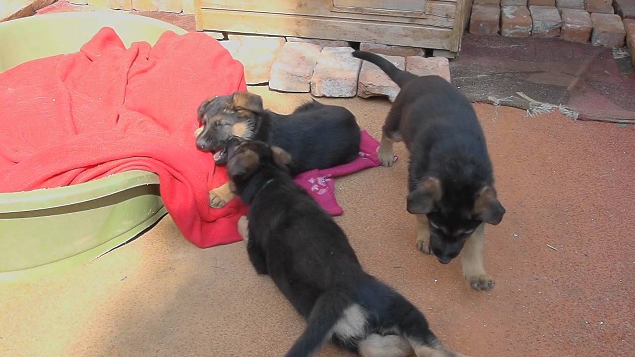 Welpen 8 Wochen alt, spielen draussen - Video 2 - P3247645.AVI