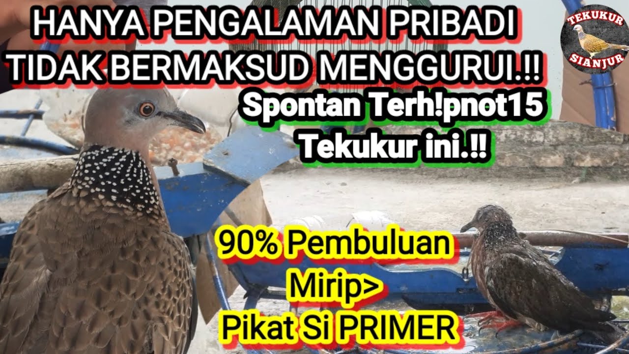 🔴HANYA PENGALAMAN PRIBADI! TIDAK BERMAKSUD MENGGURUI TEMAN²🙏90%Corak Mirip si PRIMER#@TekukurSianjur