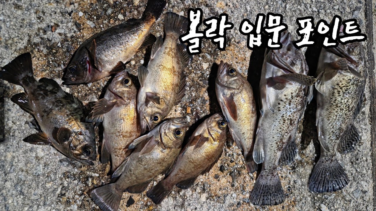 볼락 낚시 포인트 진입 난이도 제로 우럭까지